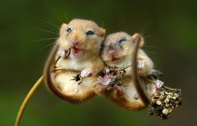 mouse_0001.jpg